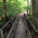 bridge in the woods