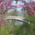 bridge with pretty tree in foreground