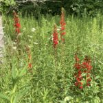 flowers in a forest preserve