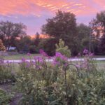 sunset & flowers