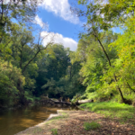 Trees along river