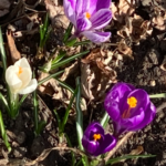 purple crocus flowers