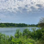 lake with trees behind