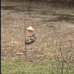 squirrel eating from bird feeder