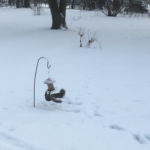 squirrel at bird feeder in snow